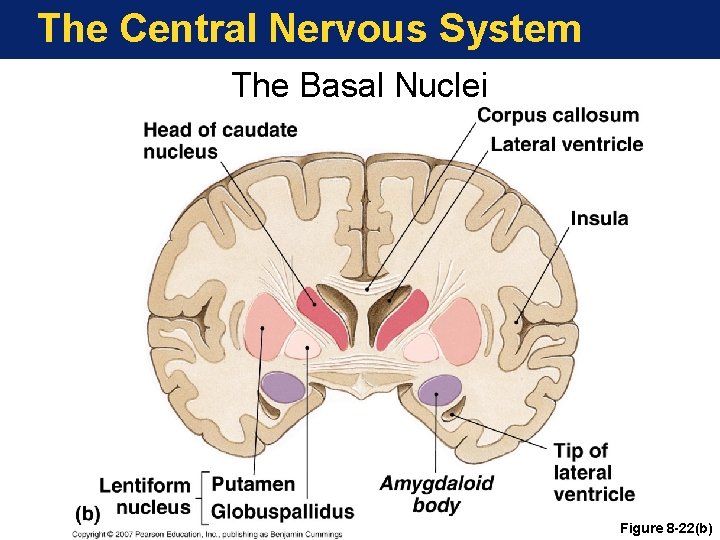 The Central Nervous System The Basal Nuclei Figure 8 -22(b) 