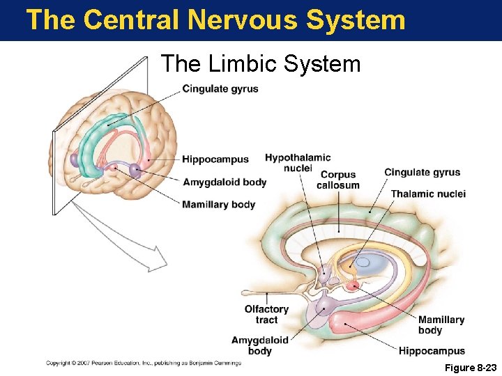 The Central Nervous System The Limbic System Figure 8 -23 