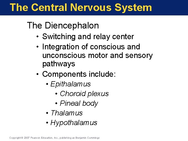 The Central Nervous System The Diencephalon • Switching and relay center • Integration of