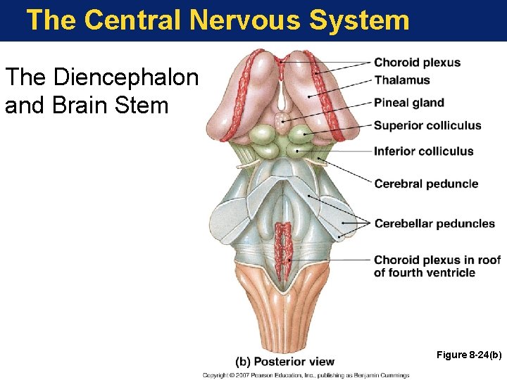 The Central Nervous System The Diencephalon and Brain Stem Figure 8 -24(b) 