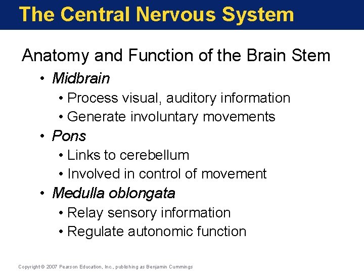 The Central Nervous System Anatomy and Function of the Brain Stem • Midbrain •
