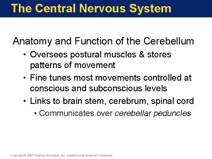 The Central Nervous System Anatomy and Function of the Cerebellum • Oversees postural muscles