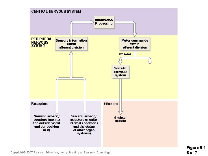 CENTRAL NERVOUS SYSTEM Information Processing PERIPHERAL Sensory information NERVOUS within SYSTEM afferent division Motor