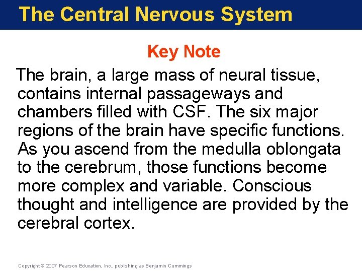 The Central Nervous System Key Note The brain, a large mass of neural tissue,
