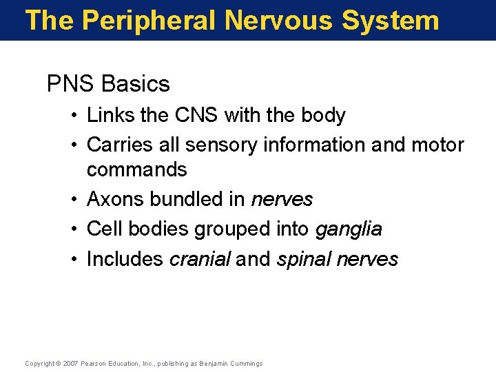 The Peripheral Nervous System PNS Basics • Links the CNS with the body •