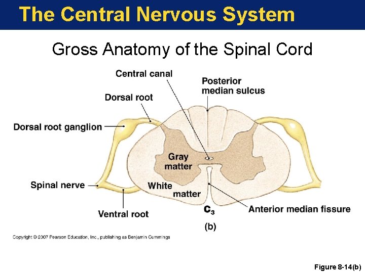 The Central Nervous System Gross Anatomy of the Spinal Cord Figure 8 -14(b) 