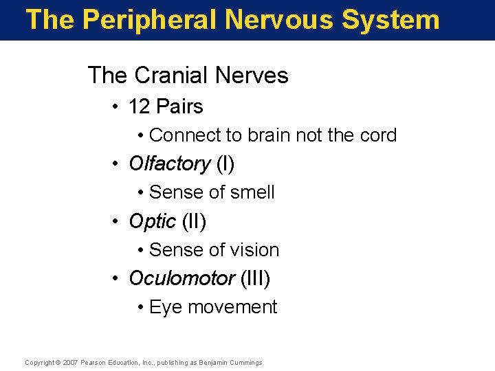 The Peripheral Nervous System The Cranial Nerves • 12 Pairs • Connect to brain