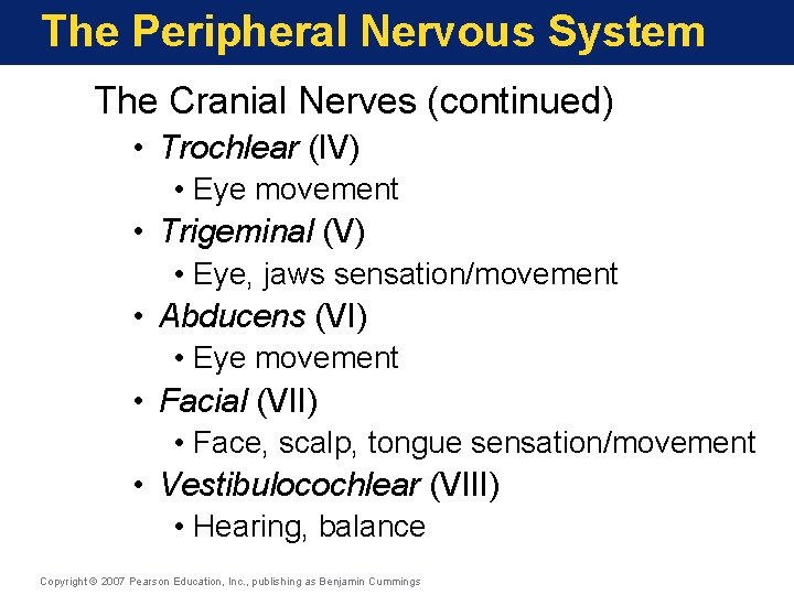 The Peripheral Nervous System The Cranial Nerves (continued) • Trochlear (IV) • Eye movement