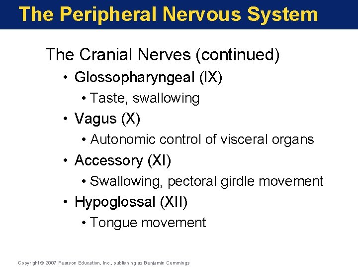 The Peripheral Nervous System The Cranial Nerves (continued) • Glossopharyngeal (IX) • Taste, swallowing