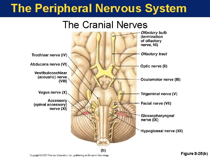 The Peripheral Nervous System The Cranial Nerves Figure 8 -25(b) 