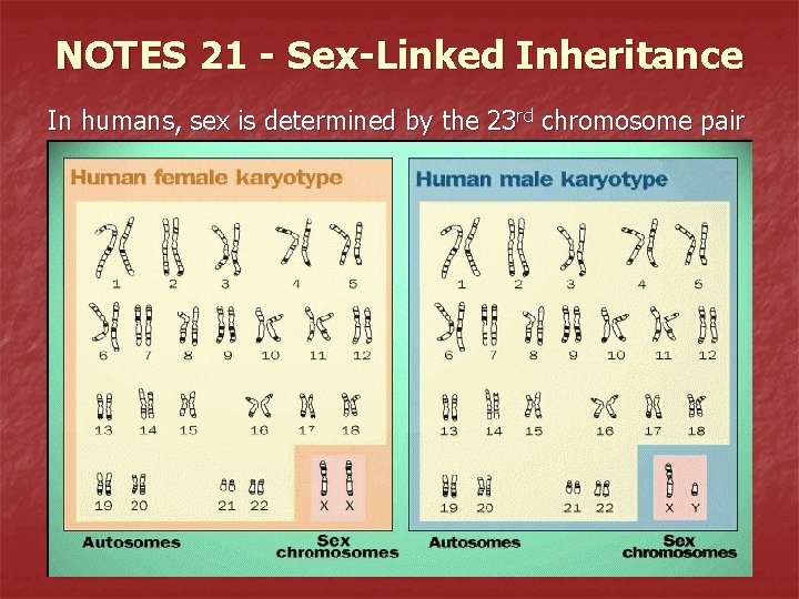 NOTES 21 - Sex-Linked Inheritance In humans, sex is determined by the 23 rd