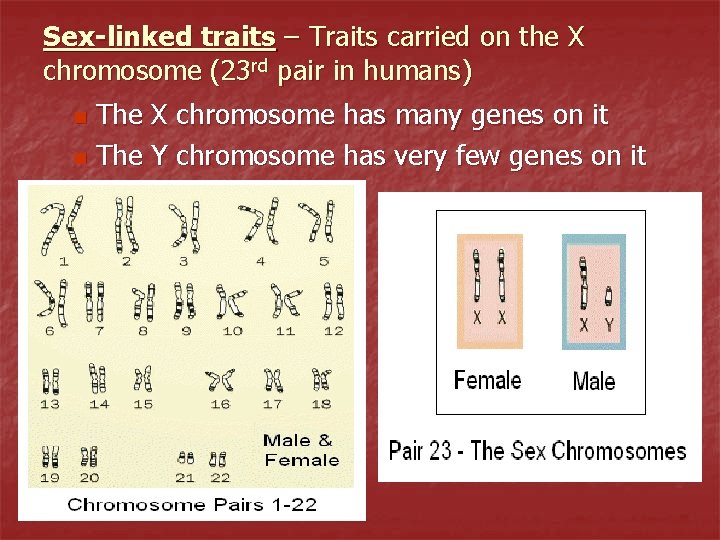 Sex-linked traits – Traits carried on the X chromosome (23 rd pair in humans)
