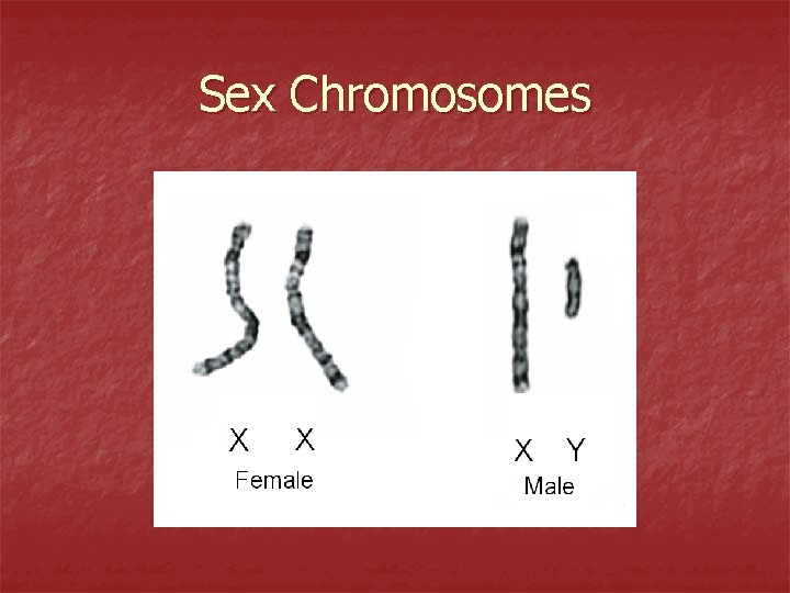 Sex Chromosomes 