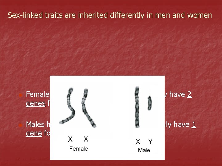 Sex-linked traits are inherited differently in men and women n n Females have two