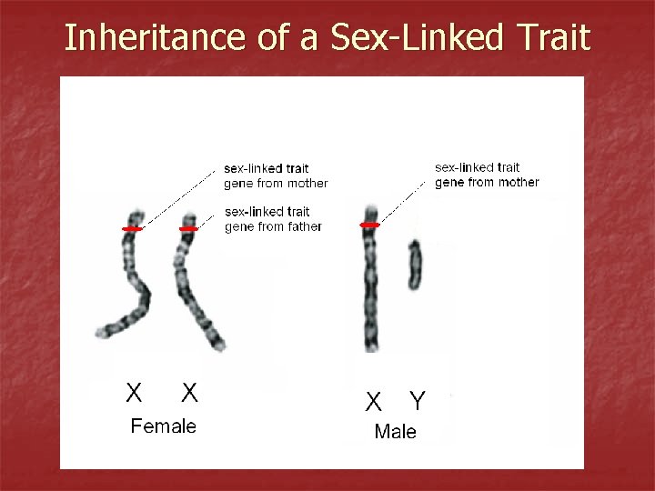 Inheritance of a Sex-Linked Trait 