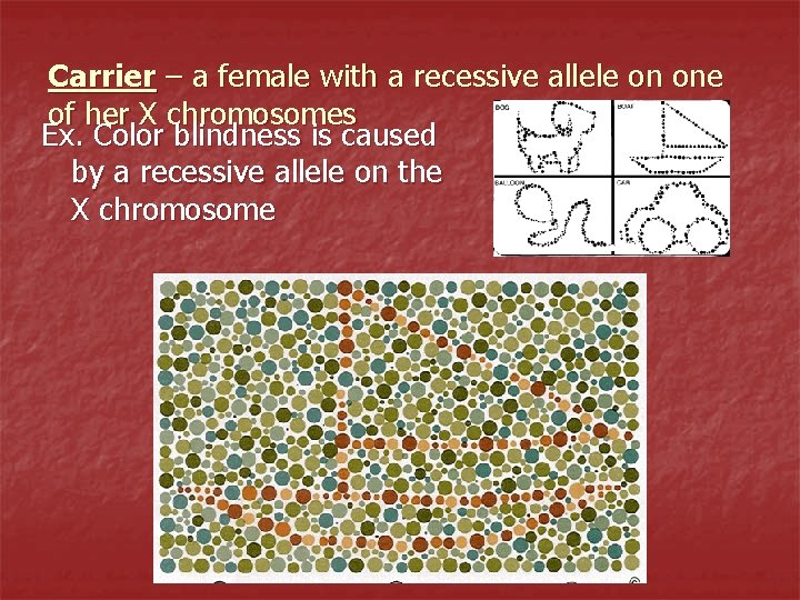 Carrier – a female with a recessive allele on one of her X chromosomes