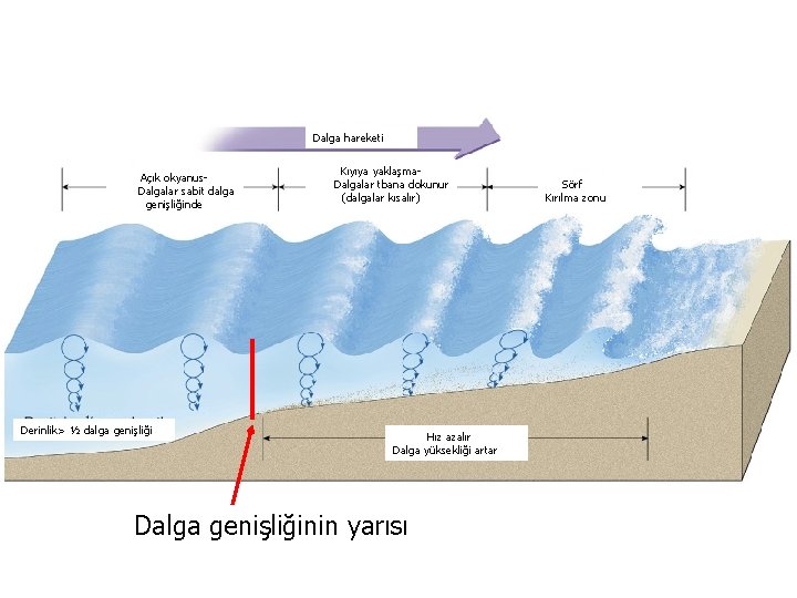 KIYILAR VE DENİZLER Yrd. Doç. Dr. Yaşar EREN Dalga hareketi Açık okyanus. Dalgalar sabit