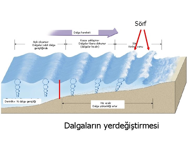 KIYILAR VE DENİZLER Yrd. Doç. Dr. Yaşar EREN Sörf Dalga hareketi Açık okyanus. Dalgalar