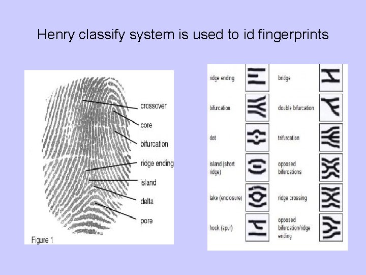 Henry classify system is used to id fingerprints 