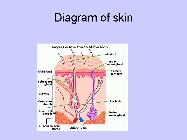 Diagram of skin 