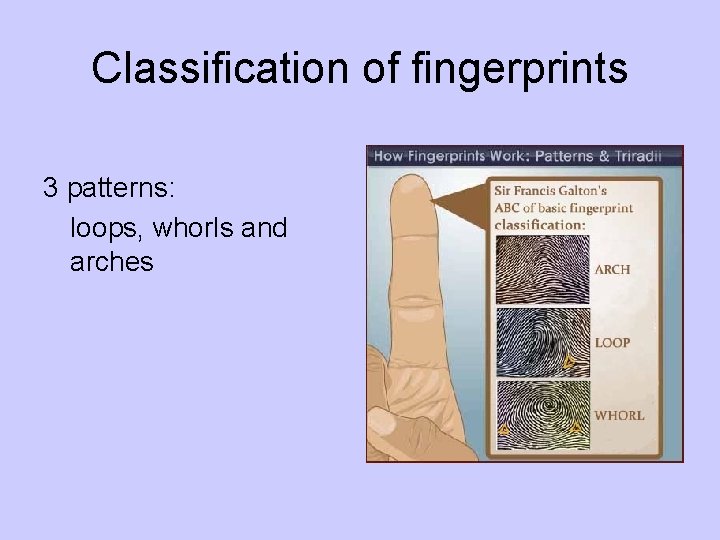 Classification of fingerprints 3 patterns: loops, whorls and arches 