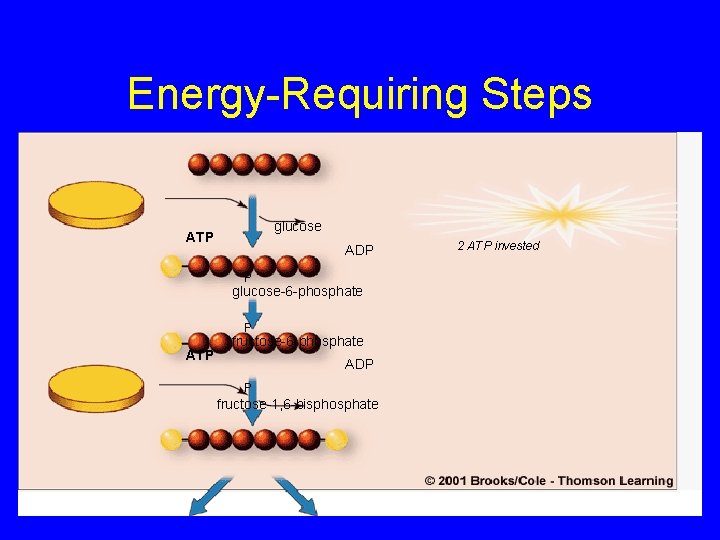 Energy-Requiring Steps glucose ATP ADP P glucose-6 -phosphate P ATP fructose-6 -phosphate ADP P