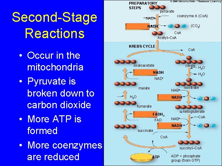 Second-Stage Reactions PREPARATORY STEPS pyruvate coenzyme A (Co. A) NAD+ (CO 2) NADH Co.