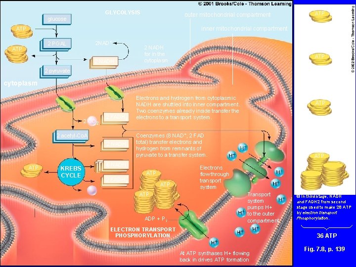 GLYCOLYSIS outer mitochondrial compartment glucose inner mitochondrial compartment ATP 2 NAD+ 2 PGAL ATP