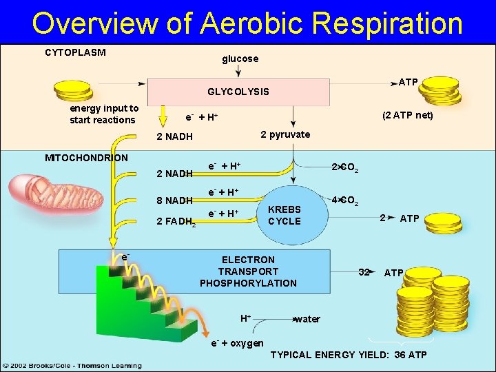 Overview of Aerobic Respiration CYTOPLASM glucose ATP GLYCOLYSIS energy input to start reactions e-