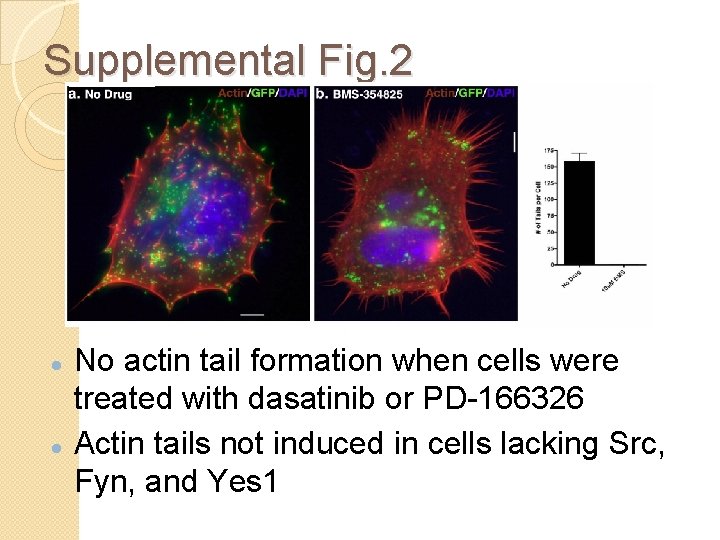 Supplemental Fig. 2 No actin tail formation when cells were treated with dasatinib or