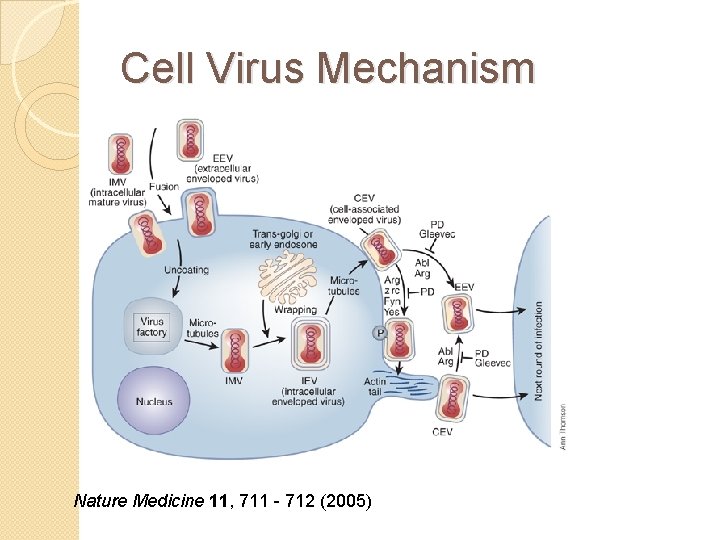 Cell Virus Mechanism Nature Medicine 11, 711 - 712 (2005) 