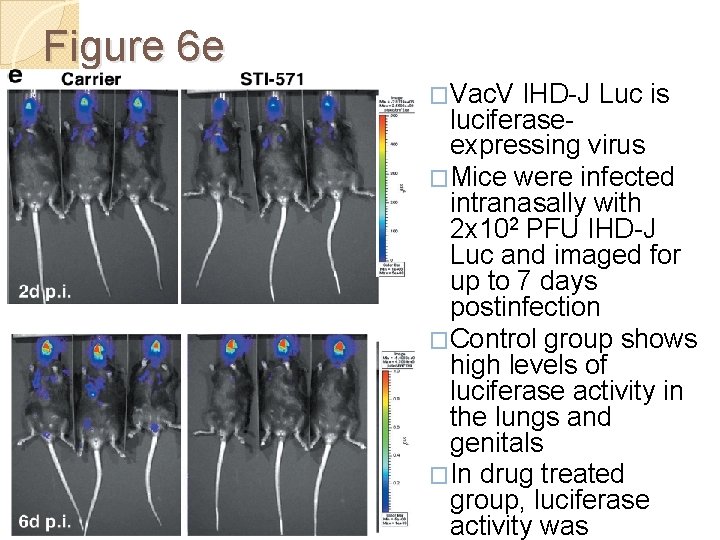 Figure 6 e �Vac. V IHD-J Luc is luciferaseexpressing virus �Mice were infected intranasally