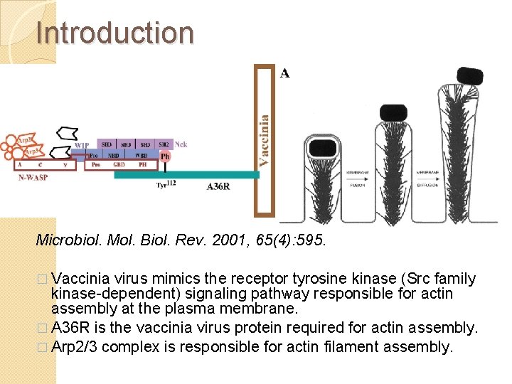 Introduction Microbiol. Mol. Biol. Rev. 2001, 65(4): 595. � Vaccinia virus mimics the receptor