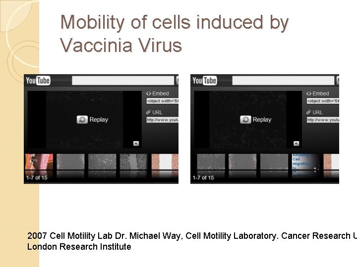 Mobility of cells induced by Vaccinia Virus 2007 Cell Motility Lab Dr. Michael Way,