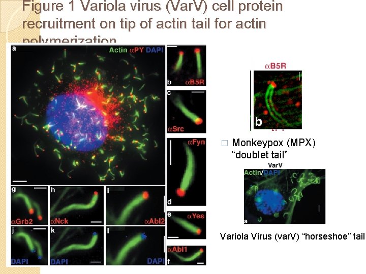 Figure 1 Variola virus (Var. V) cell protein recruitment on tip of actin tail