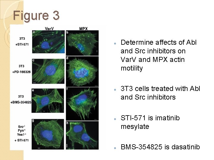 Figure 3 Determine affects of Abl and Src inhibitors on Var. V and MPX