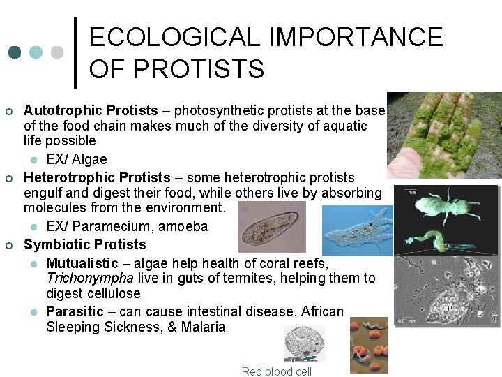 ECOLOGICAL IMPORTANCE OF PROTISTS ¢ ¢ ¢ Autotrophic Protists – photosynthetic protists at the ECOLOGICAL IMPORTANCE OF PROTISTS ¢ ¢ ¢ Autotrophic Protists – photosynthetic protists at the