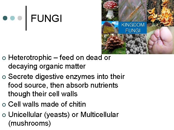 FUNGI Heterotrophic – feed on dead or decaying organic matter ¢ Secrete digestive enzymes FUNGI Heterotrophic – feed on dead or decaying organic matter ¢ Secrete digestive enzymes