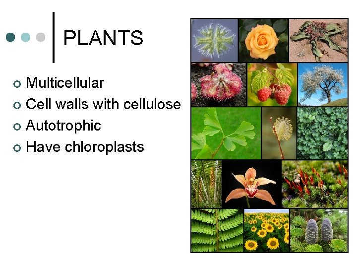 PLANTS Multicellular ¢ Cell walls with cellulose ¢ Autotrophic ¢ Have chloroplasts ¢ PLANTS Multicellular ¢ Cell walls with cellulose ¢ Autotrophic ¢ Have chloroplasts ¢