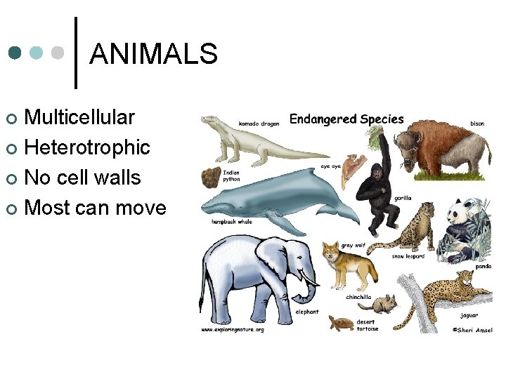 ANIMALS Multicellular ¢ Heterotrophic ¢ No cell walls ¢ Most can move ¢ ANIMALS Multicellular ¢ Heterotrophic ¢ No cell walls ¢ Most can move ¢