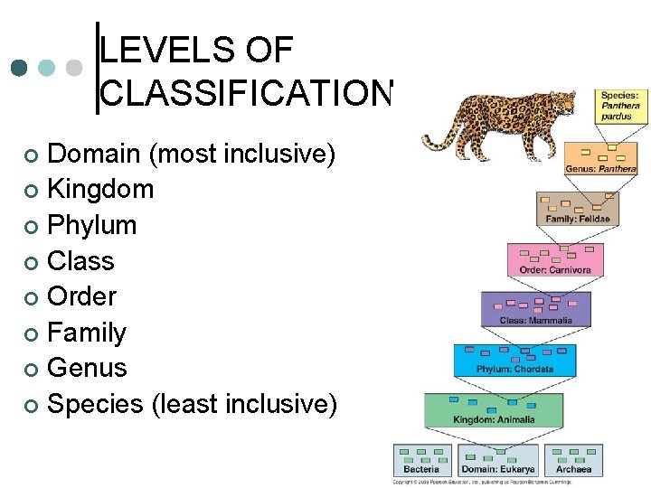 LEVELS OF CLASSIFICATION Domain (most inclusive) ¢ Kingdom ¢ Phylum ¢ Class ¢ Order LEVELS OF CLASSIFICATION Domain (most inclusive) ¢ Kingdom ¢ Phylum ¢ Class ¢ Order