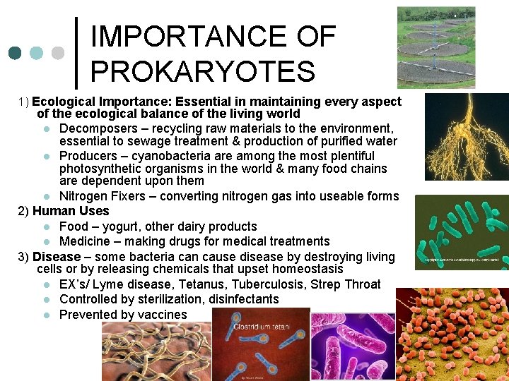 IMPORTANCE OF PROKARYOTES 1) Ecological Importance: Essential in maintaining every aspect of the ecological IMPORTANCE OF PROKARYOTES 1) Ecological Importance: Essential in maintaining every aspect of the ecological