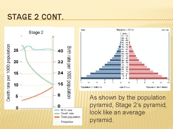 STAGE 2 CONT. As shown by the population pyramid, Stage 2’s pyramid, look like