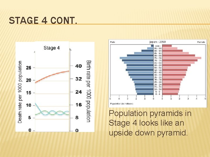 STAGE 4 CONT. Population pyramids in Stage 4 looks like an upside down pyramid.