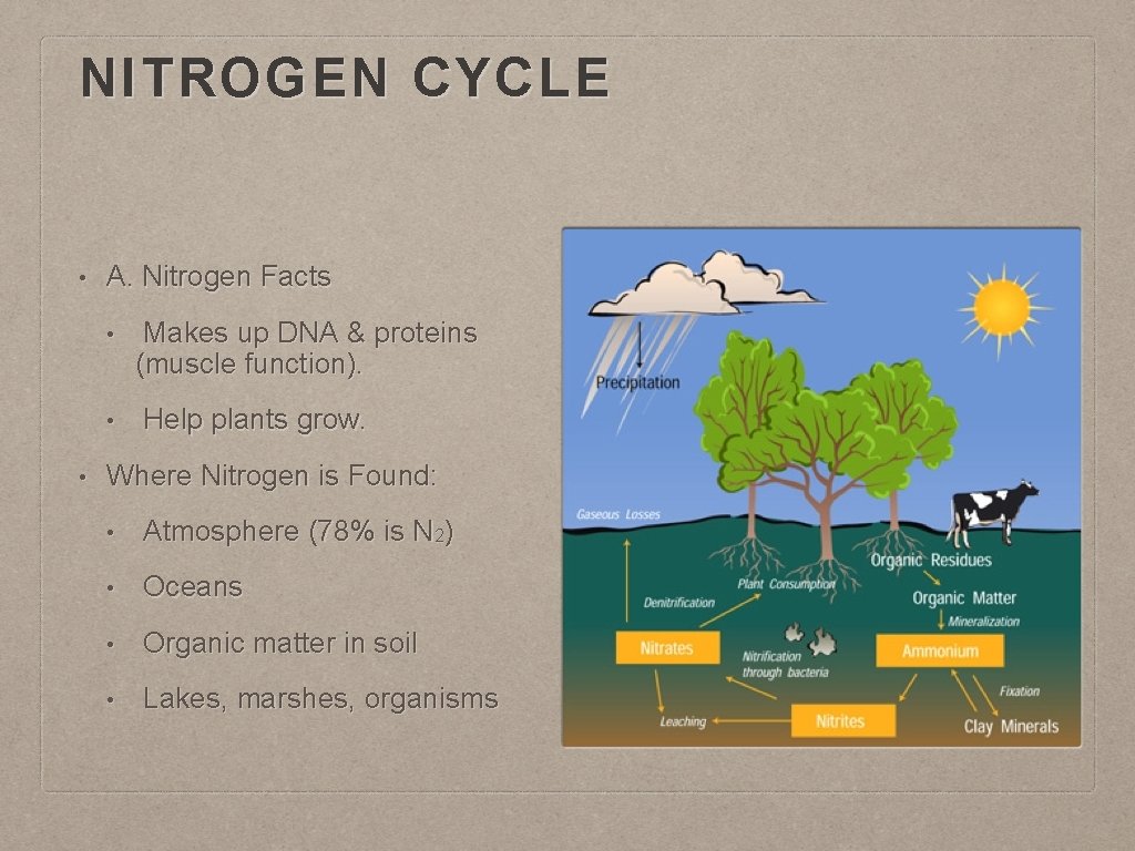 NITROGEN CYCLE • A. Nitrogen Facts • • • Makes up DNA & proteins
