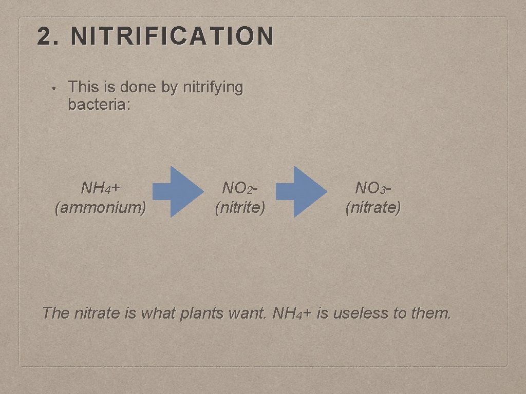 2. NITRIFICATION • This is done by nitrifying bacteria: NH 4+ (ammonium) NO 2(nitrite)