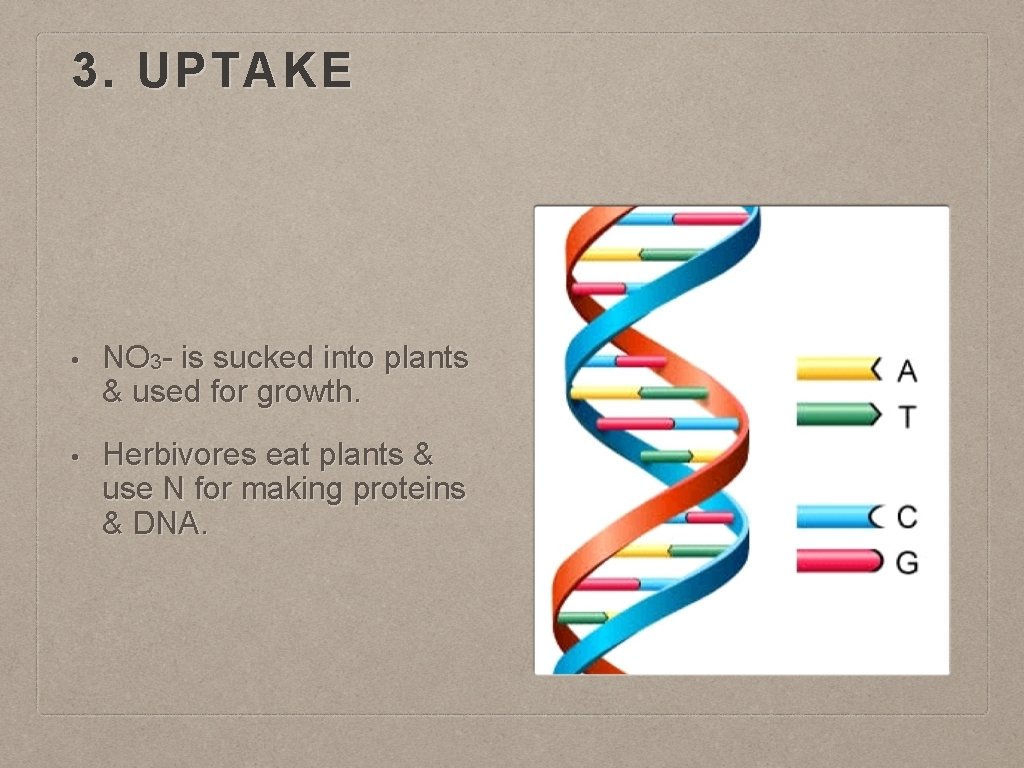 3. UPTAKE • NO 3 - is sucked into plants & used for growth.