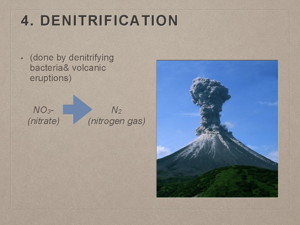 4. DENITRIFICATION • (done by denitrifying bacteria& volcanic eruptions) NO 3(nitrate) N 2 (nitrogen