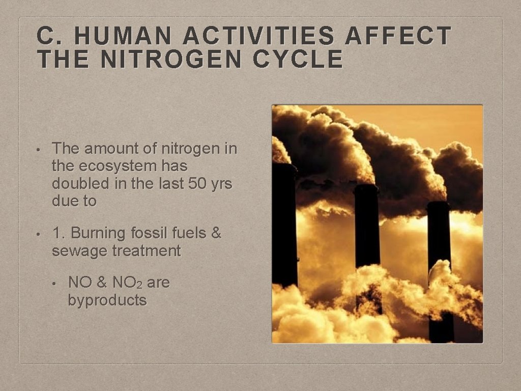 C. HUMAN ACTIVITIES AFFECT THE NITROGEN CYCLE • The amount of nitrogen in the