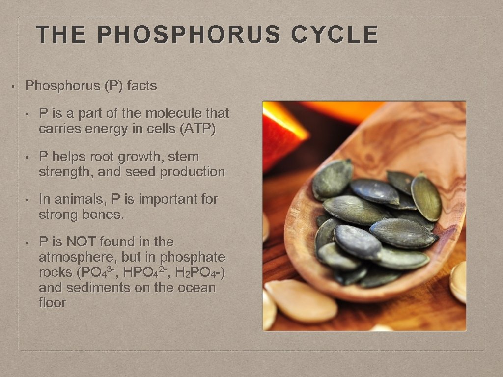 THE PHOSPHORUS CYCLE • Phosphorus (P) facts • P is a part of the